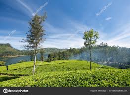 Experience Life in a Tea Estate Bungalow