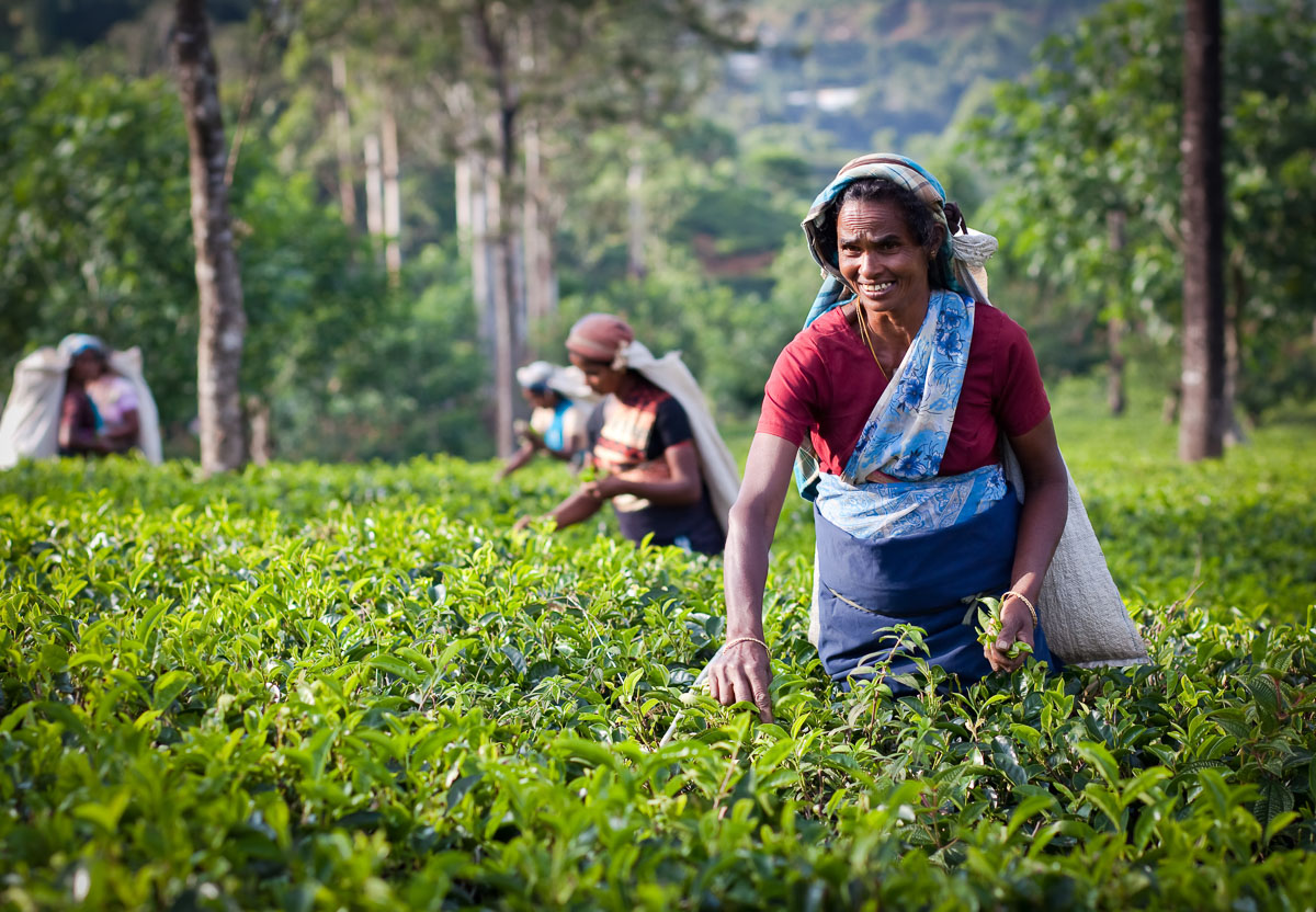 Experience Life in a Tea Estate Bungalow