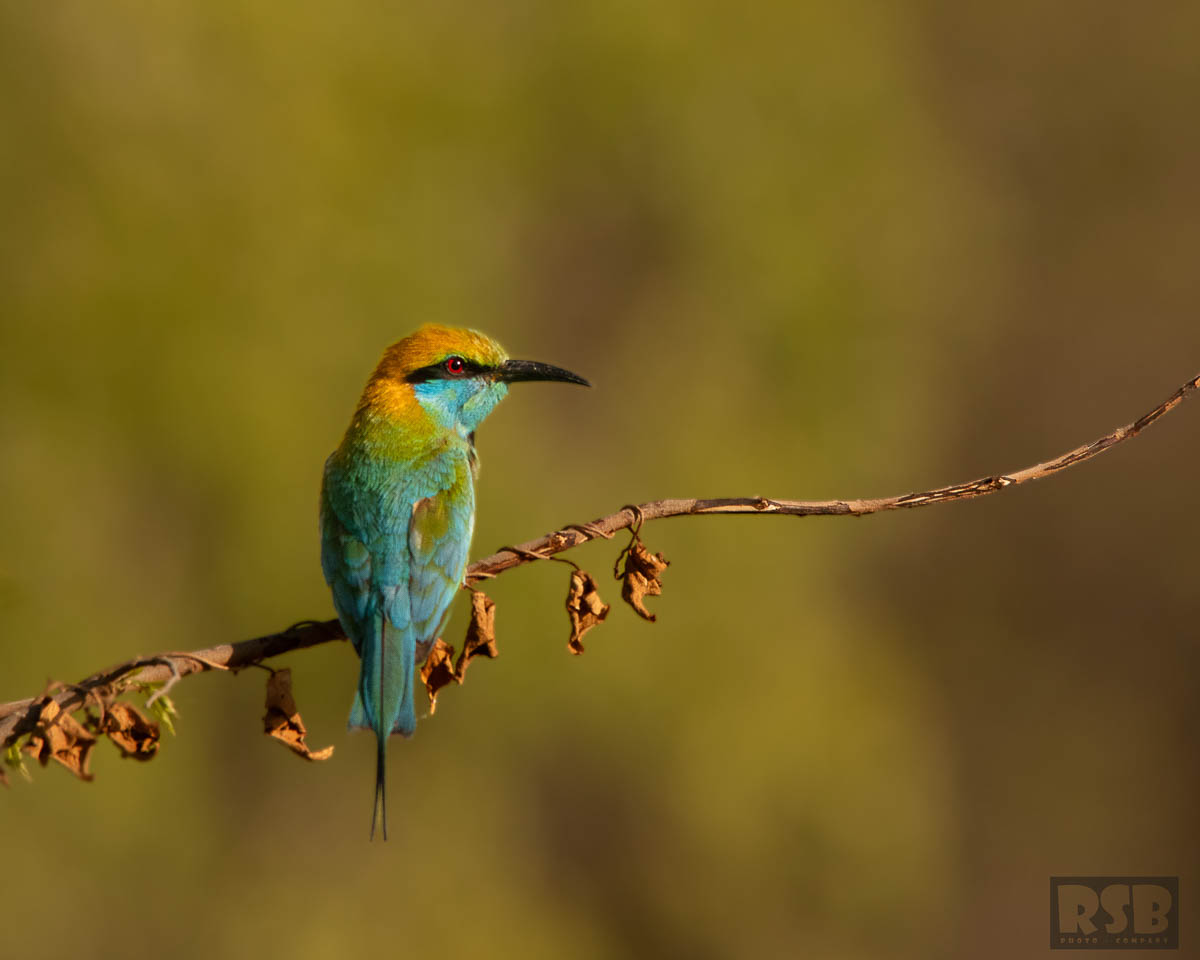Wildlife Safaris