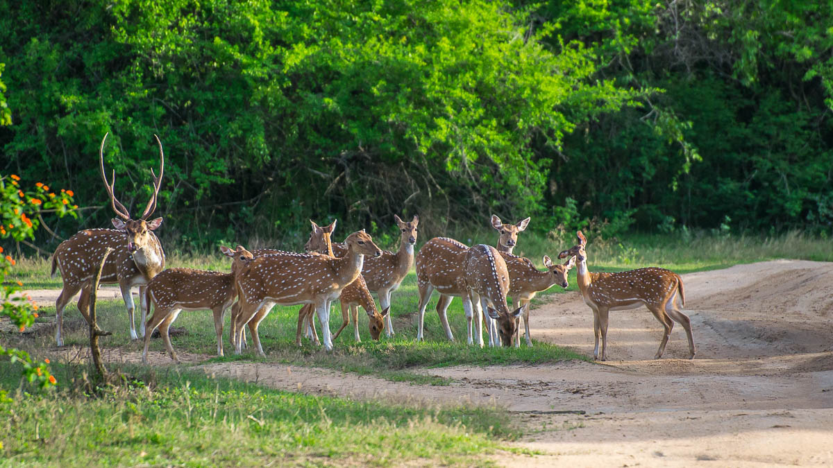 Wildlife Safaris