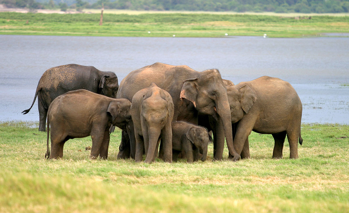 Wildlife Safaris
