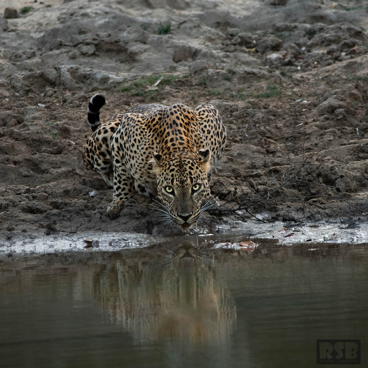 Wildlife Safaris