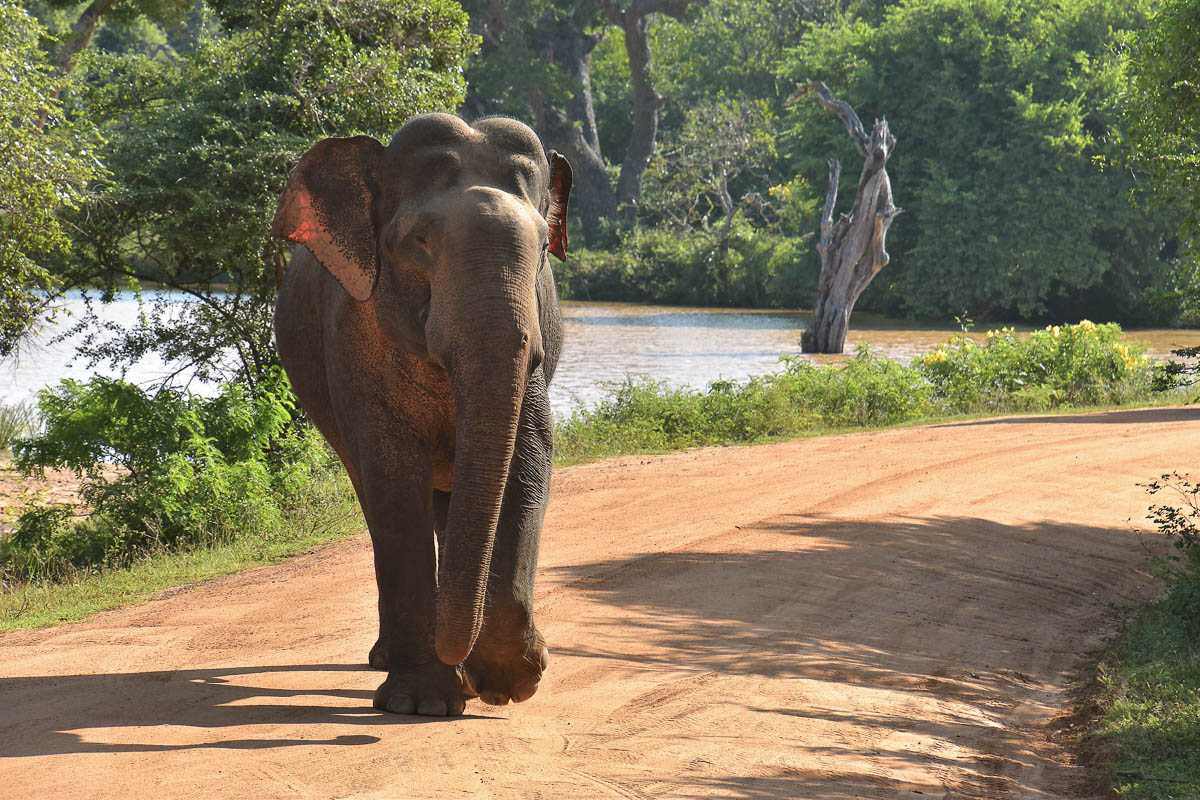 Wildlife Safaris