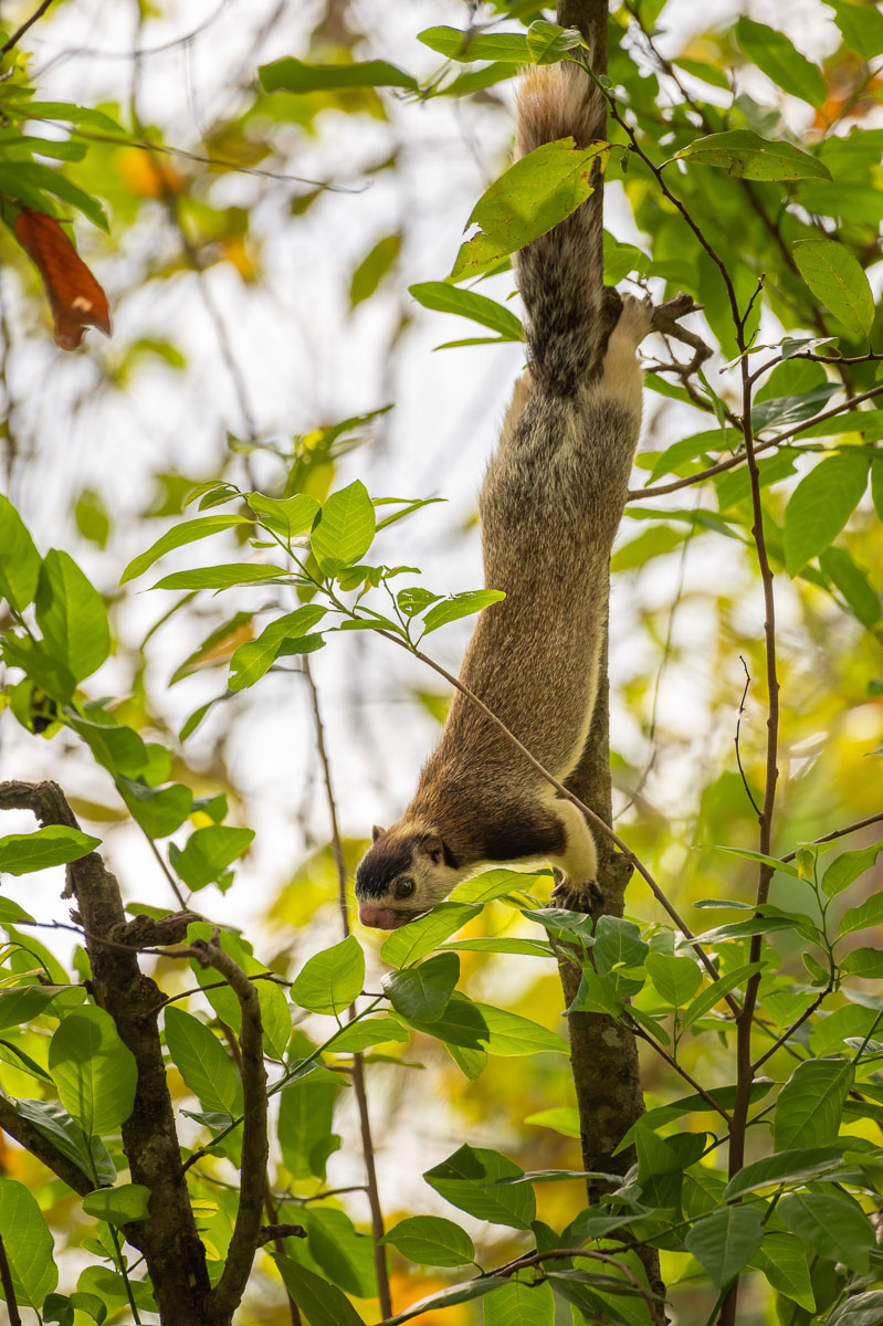 Wildlife Safaris