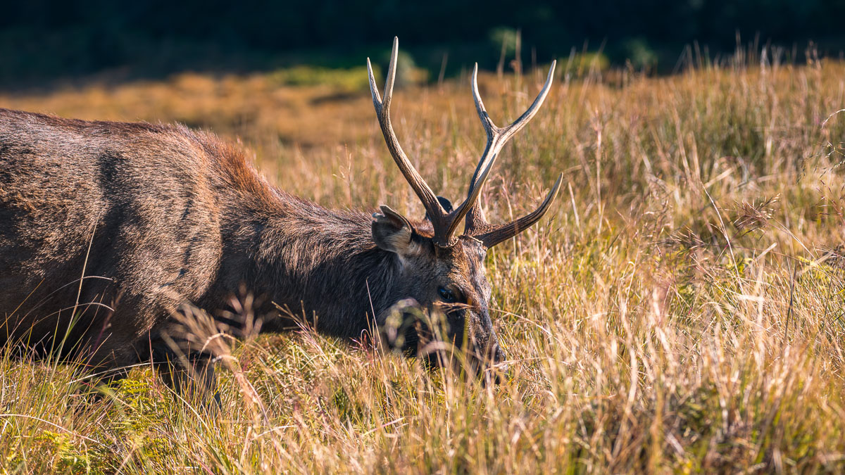 Wildlife Safaris