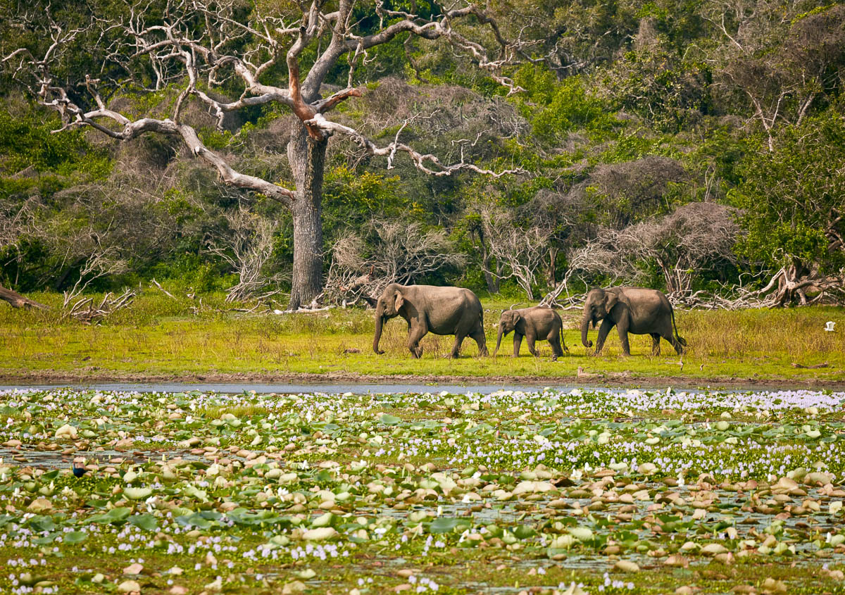 Wildlife Safaris