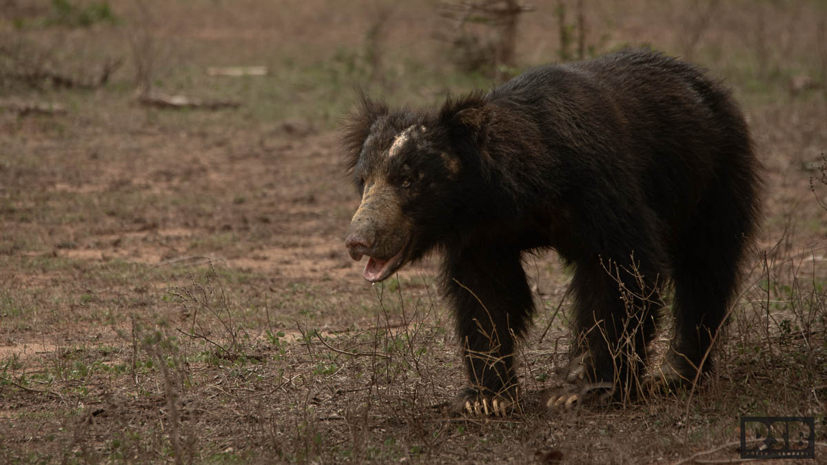 Wildlife Safaris