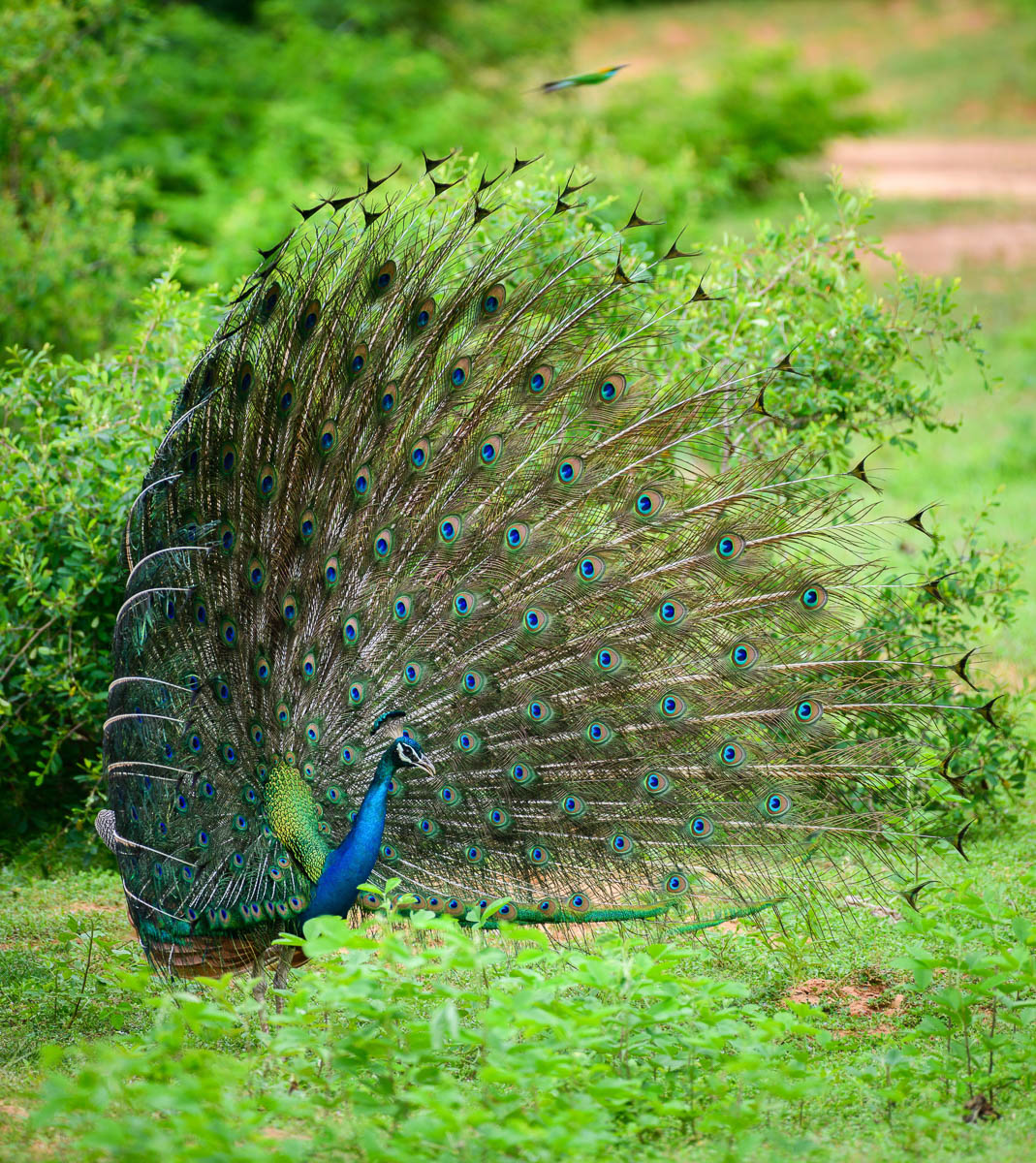 Wildlife Safaris