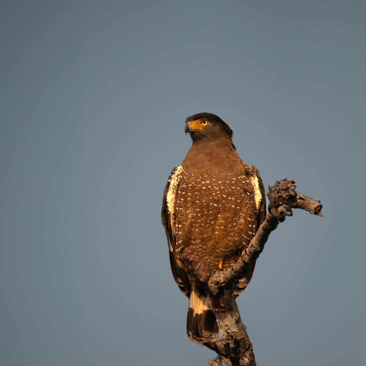 Wildlife Safaris