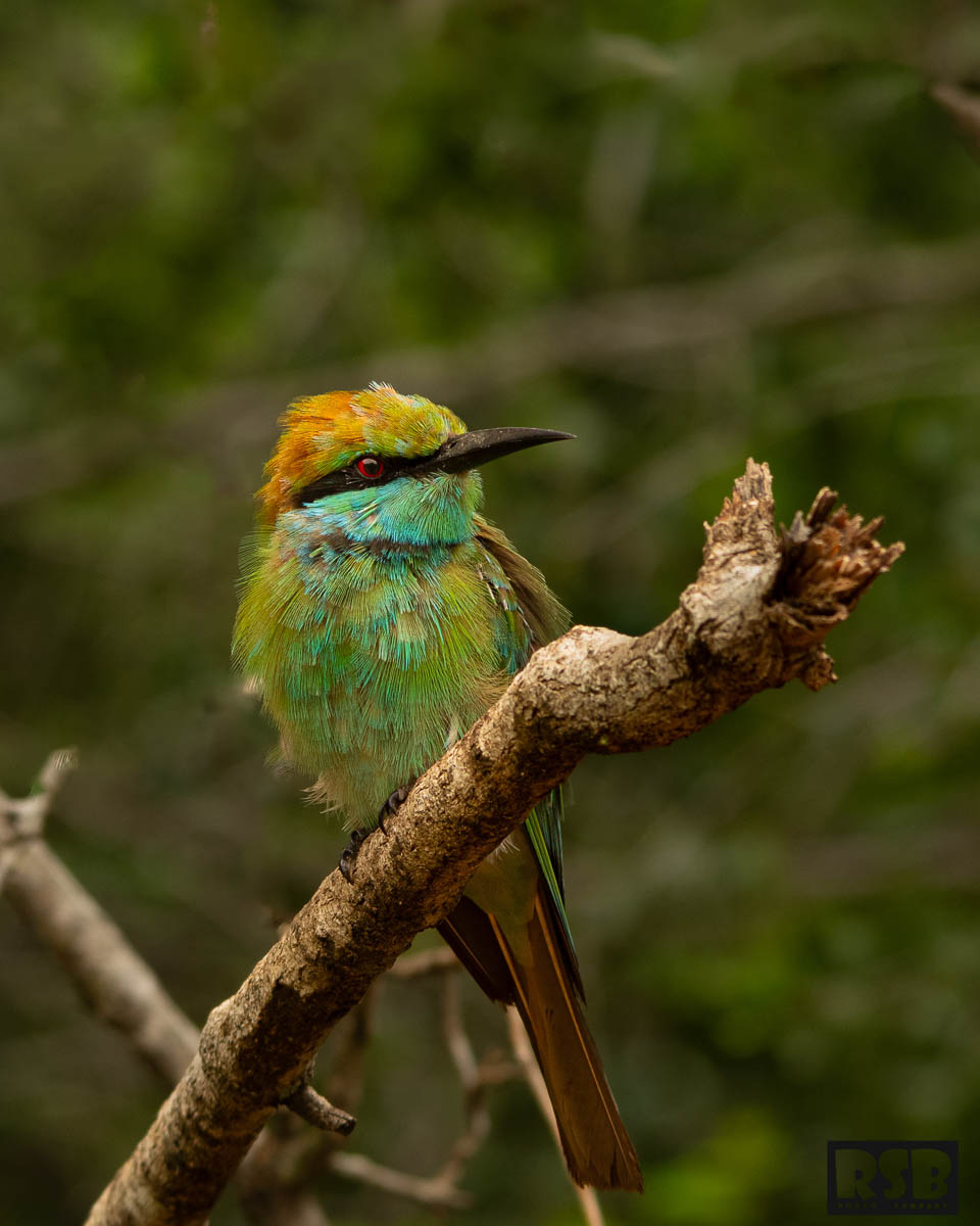 Wildlife Safaris