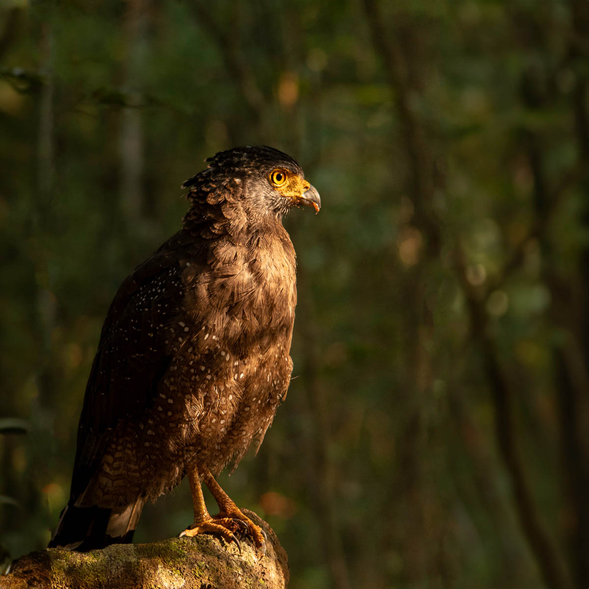 Wildlife Safaris