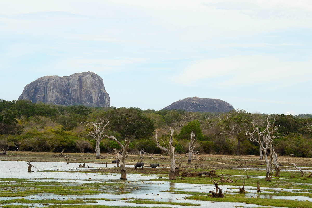 Wildlife Safaris