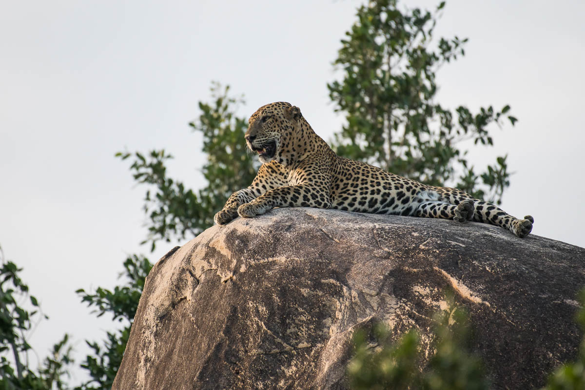Wildlife Safaris
