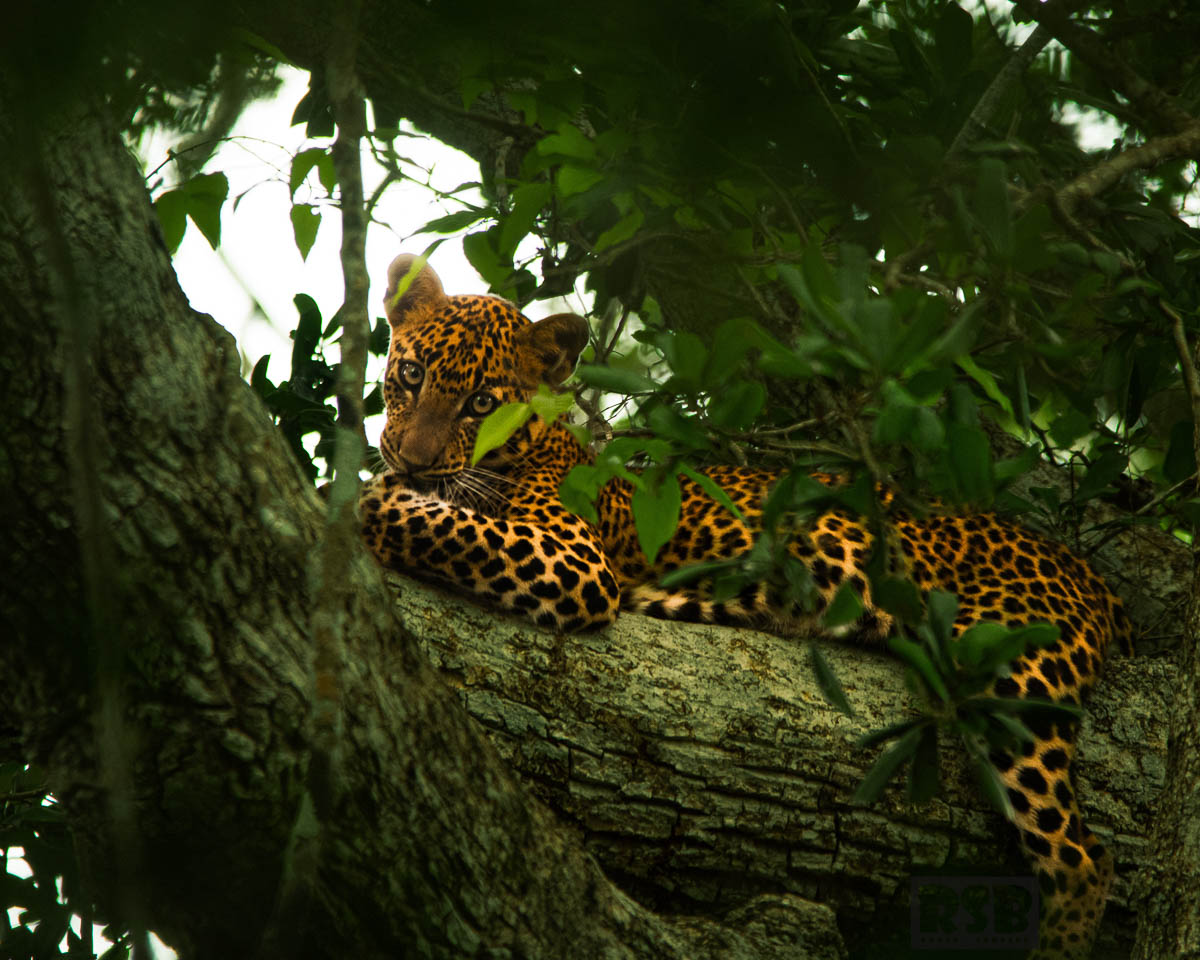 Wildlife Safaris